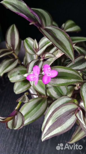 Традесканция Зебрина