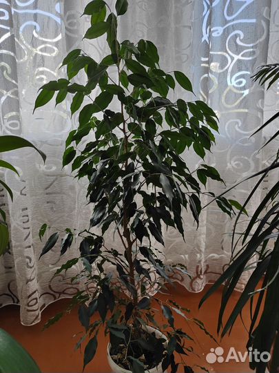 Бенджамина