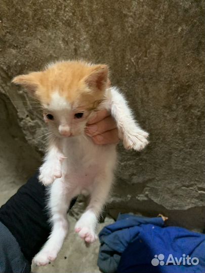 Котенок бесплатно