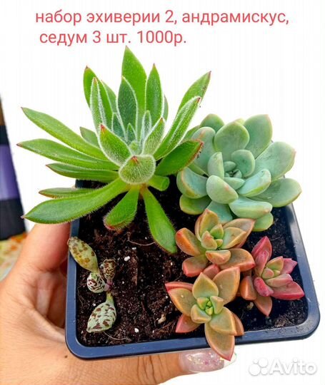 Суккуленты