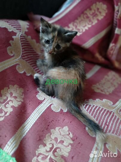 Кошки в добрые руки бесплатно