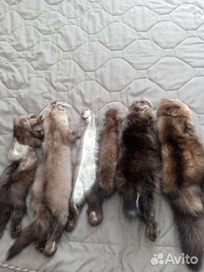 Шкурки соболя