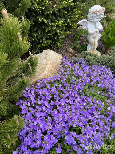 Обриета(аубреция)