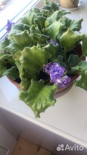 Фиалка листики и кустики