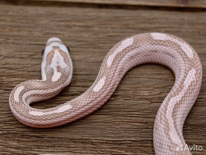 Маисовый полоз