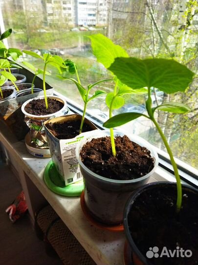 Рассада кабачки