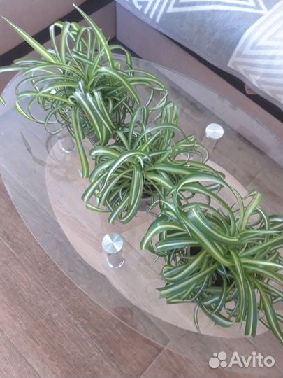 Хлорофитум кудрявый