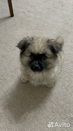 Продажа собак щенков