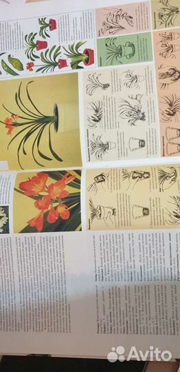 Самые распространенные комнатные растения Лонгман