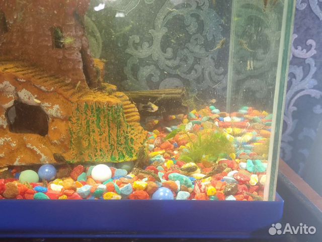 Аквариумные рыбки сомики