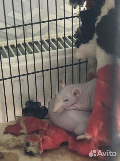 Крыса сфинкс