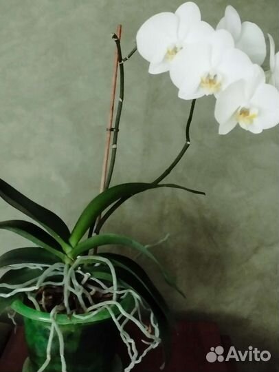 Дендробиум фаленопсис