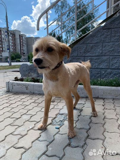 Солнечный рыжик