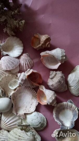Коралл и ракушки