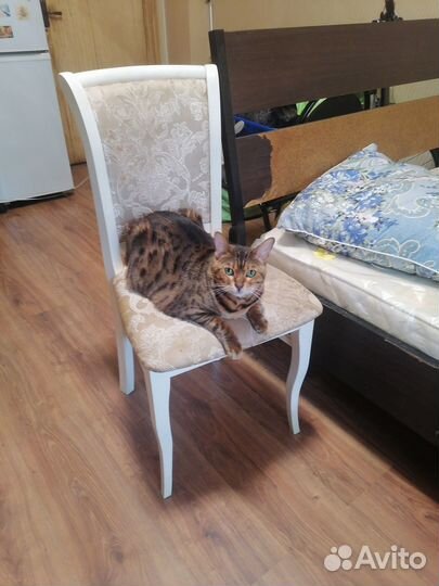 Бенгальская кошка в дар добрым людям