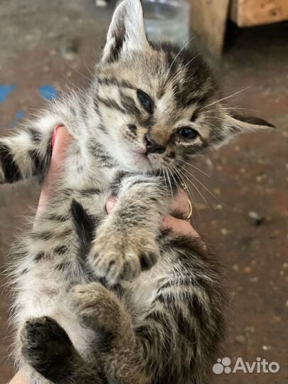 Котята бесплатно