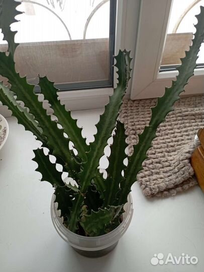 Кактус молочай