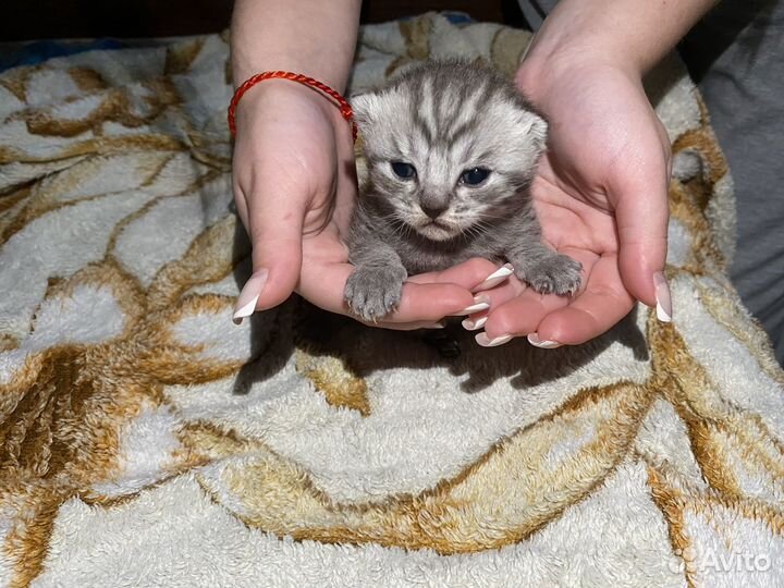 Шотландские