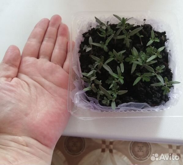 Помидоры балконное чудо томаты рассада