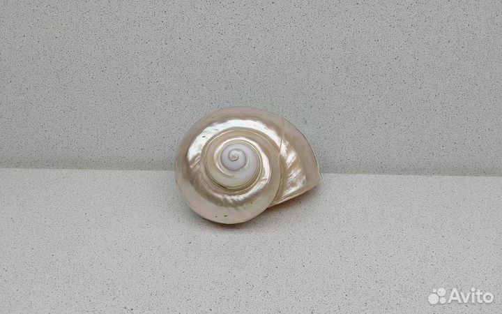 Бургис 10 морская ракушка раковина