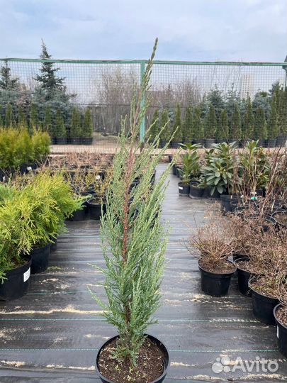 Можжевельники из питомника