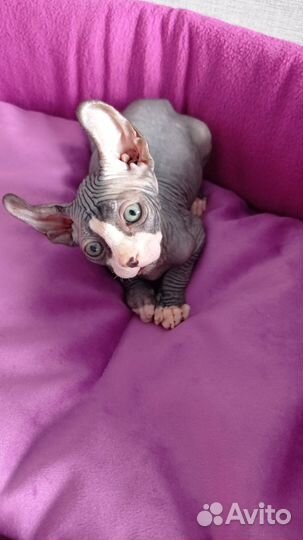 Ахиллес сын Никаса