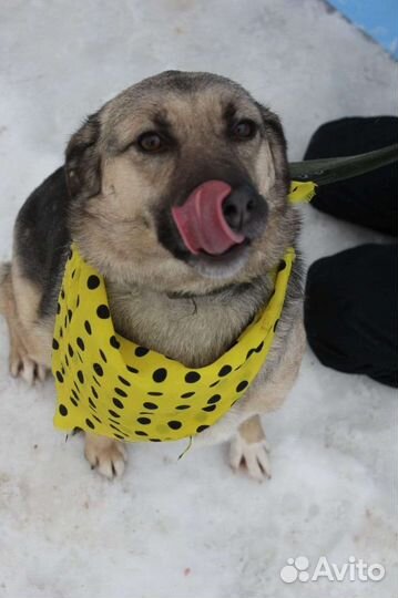 Подарите Октавии домашнее тепло и уют