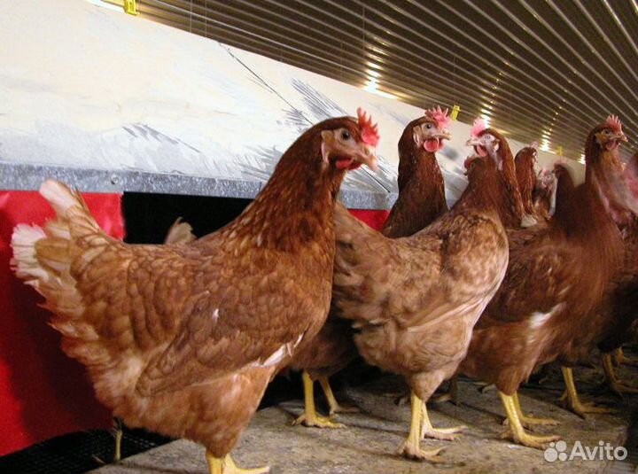 Продам кур несушек молодок