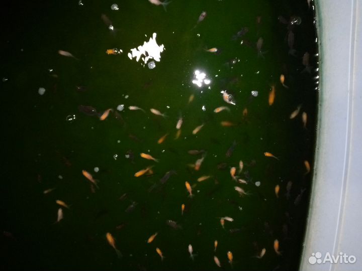 Золотые рыбки