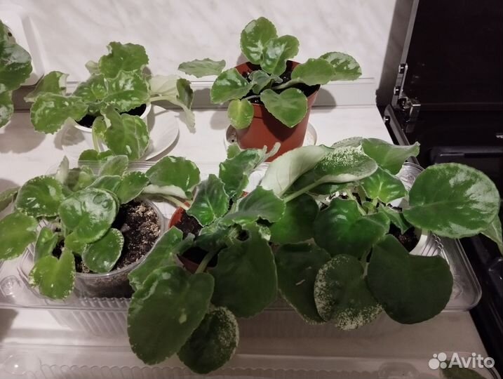 Сортовые фиалки