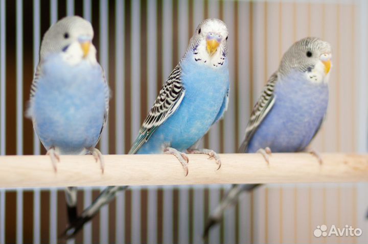 Волнистый попугай фиолетовые птенцы