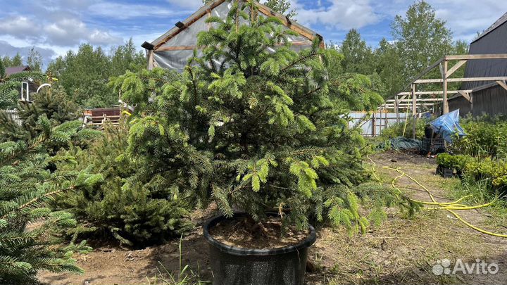 Саженцы елки, хвойные растения, ель голубая