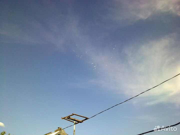 Продажа голубей