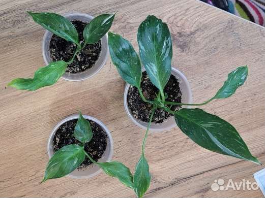 Спатифиллум джемени мини и другие комнатные цветы