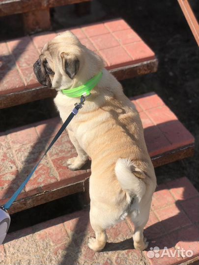 Мопс вязка (мальчик)