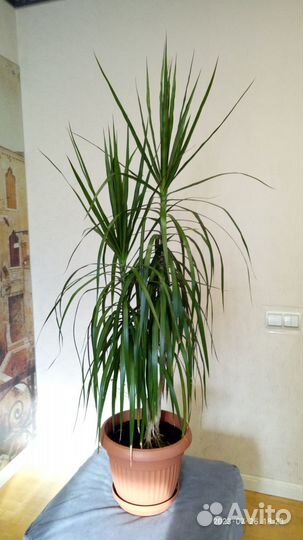 Пальма драцена маджента