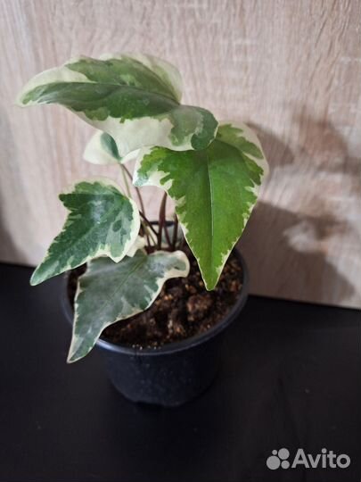 Плющ канарский