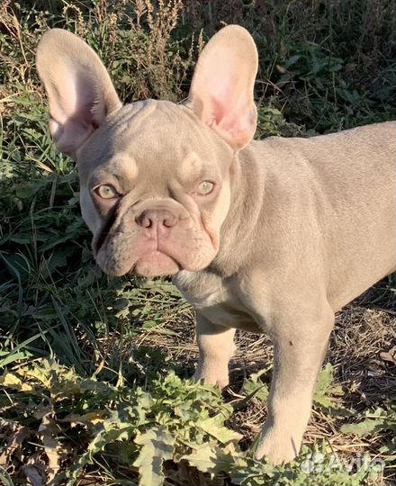 Французский бульдог