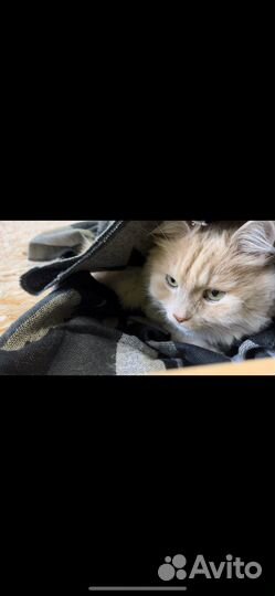 Кот в добрые руки ищет дом кот с тяжелой судьбой