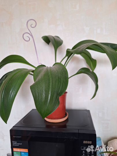 Амазонская лилия