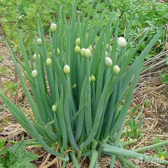 Луки многолетние,щавель,ревень
