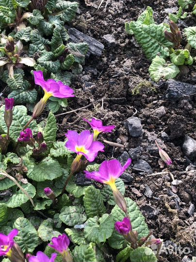 Цветы примулы