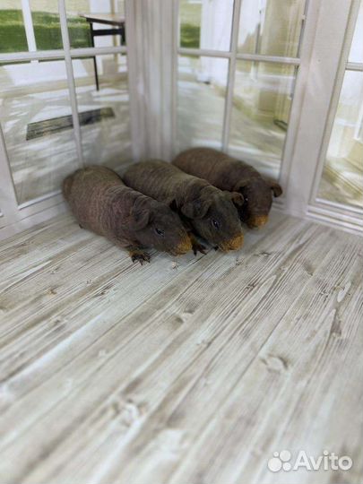 Морские свинки