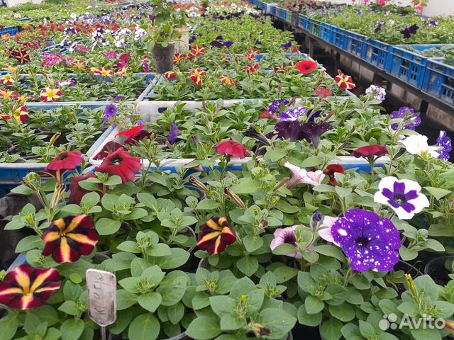 Рассада петунии
