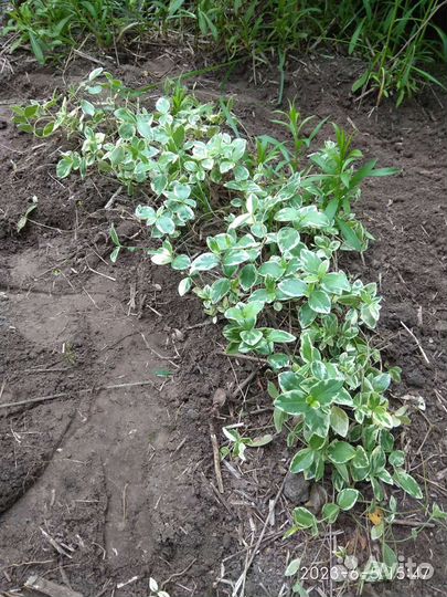 Бересклет садовый