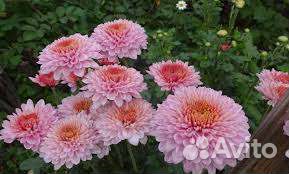 Хризантема мультифлора