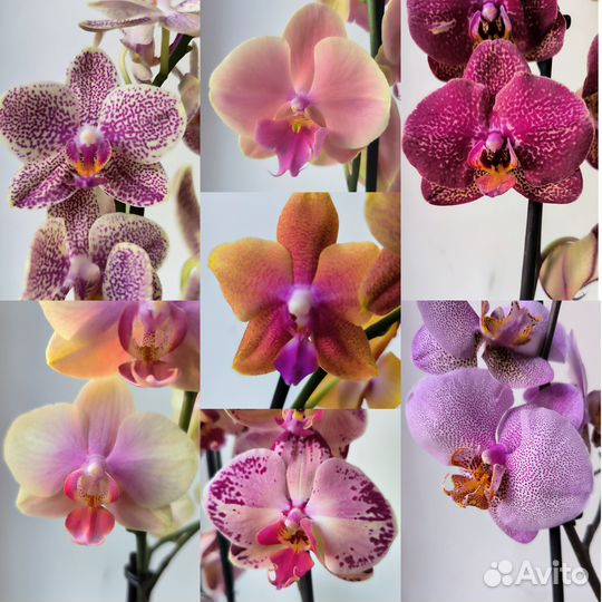 Орхидеи фаленопсис сортовые отцветают