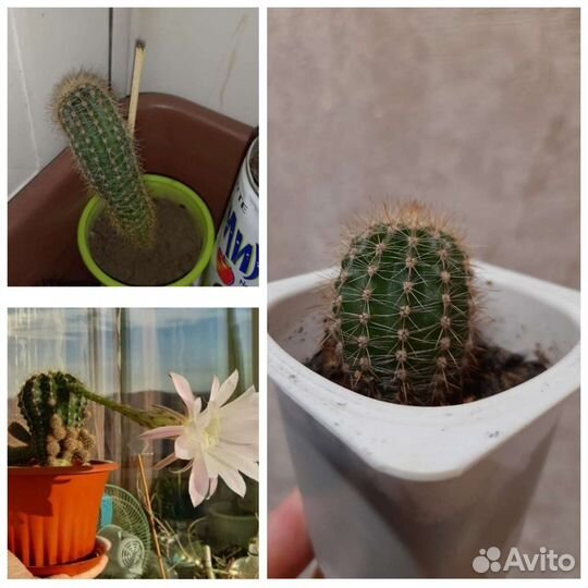 Кактус эхиносис, молочай, маммилярия, дерево любви