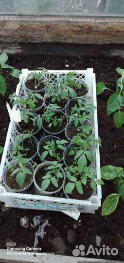 Рассада помидоров томатов