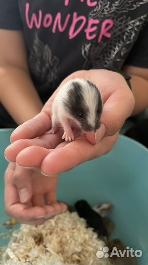 Сирийский хомяк